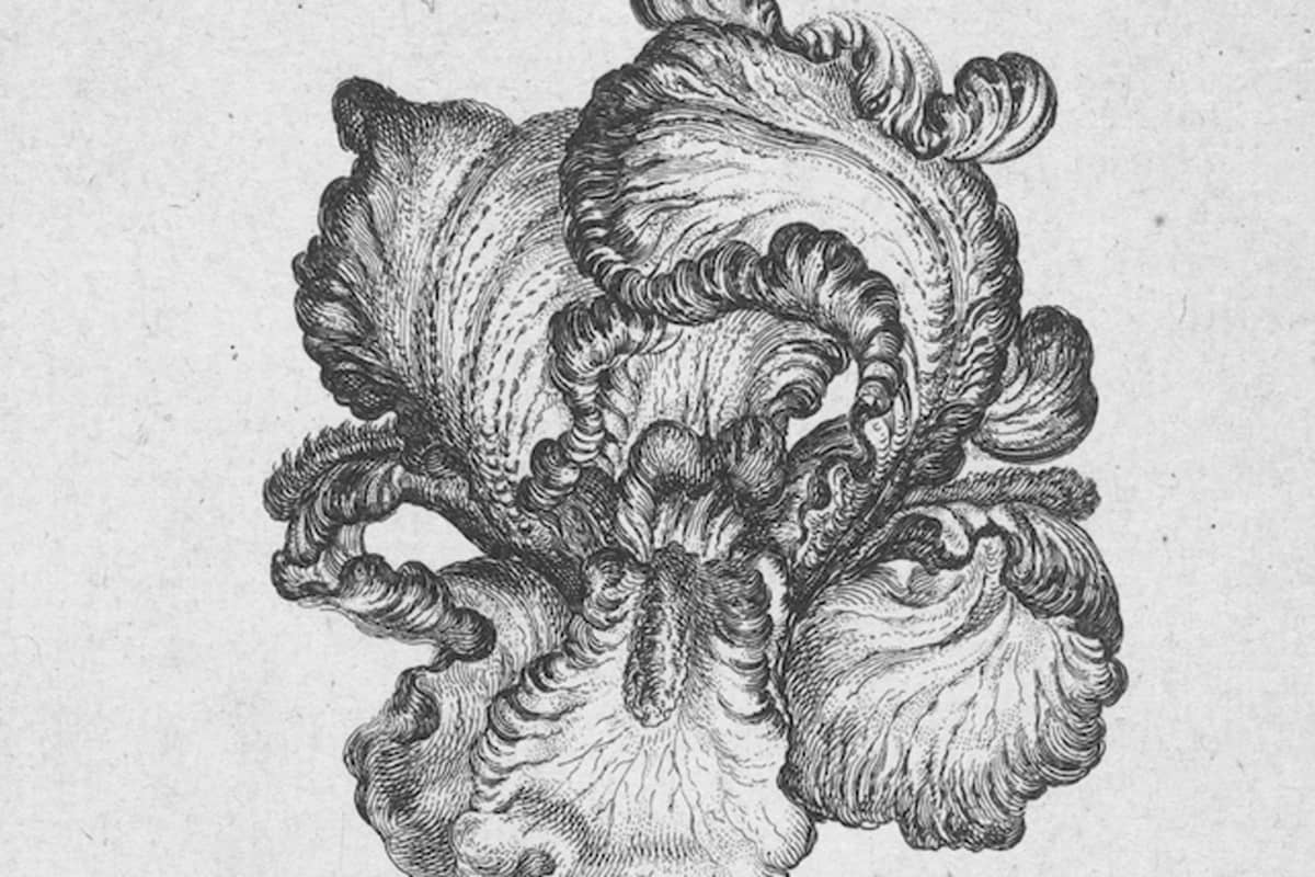 Vintage botanical illustration of an iris