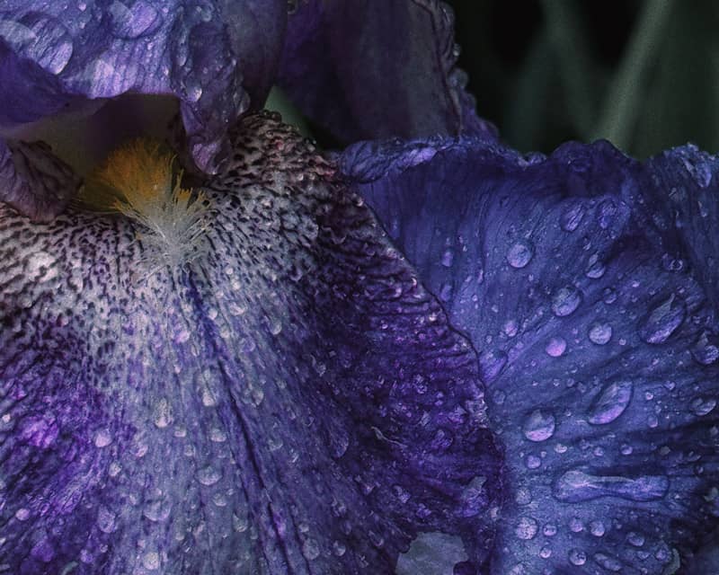 Close up of a purple iris petal with raindrops.