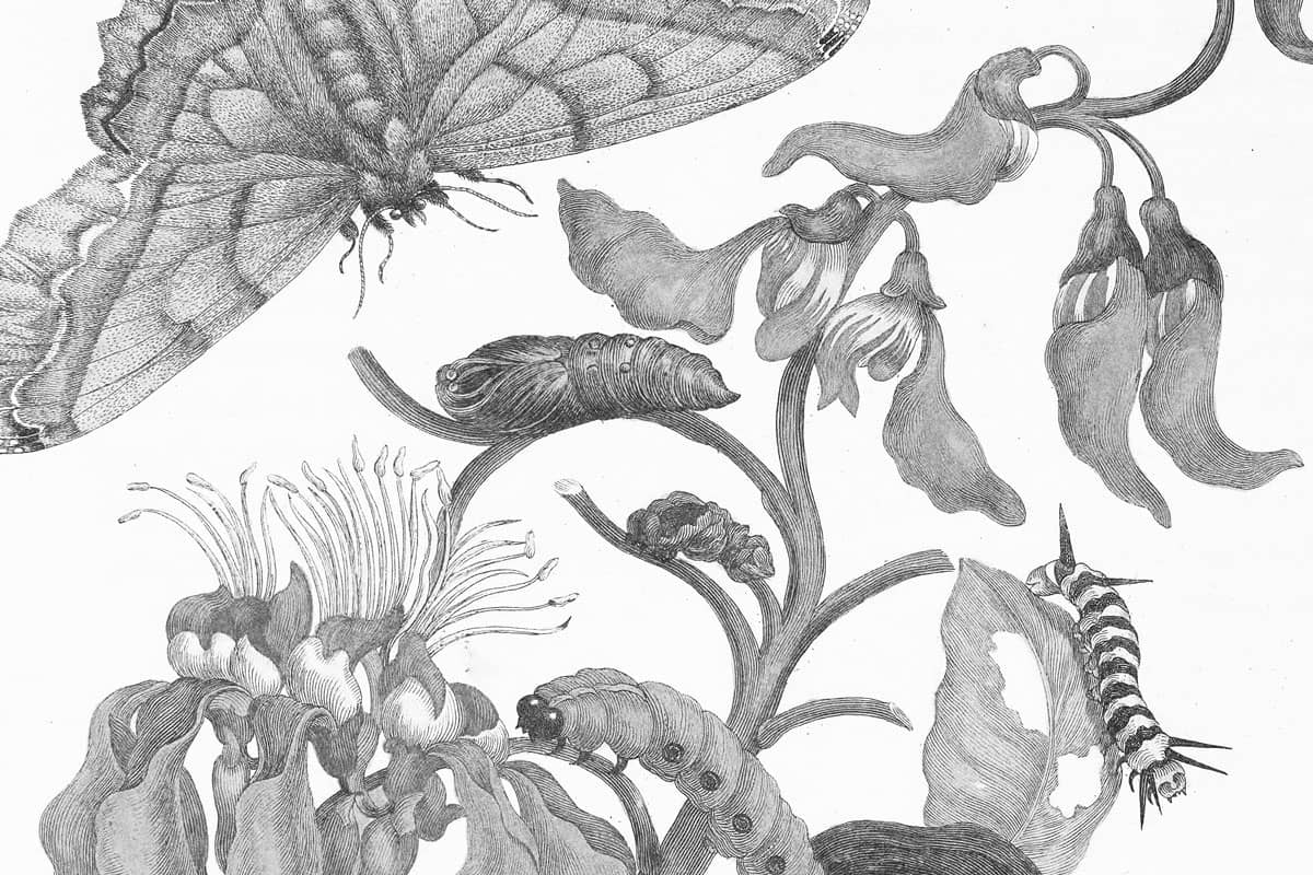 Vintage botanical illustration of moths and caterpillars gathering on leaves of a flowering plant.